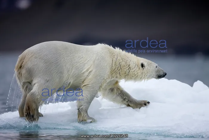 : Norway, Svalbard, Polar Bear (Ursus maritimus) : Norway, Svalbard, Polar Bear (Ursus maritimus)