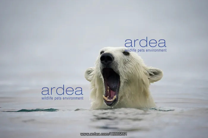: Norway, Svalbard, Polar Bear (Ursus maritimus) : Norway, Svalbard, Polar Bear (Ursus maritimus)