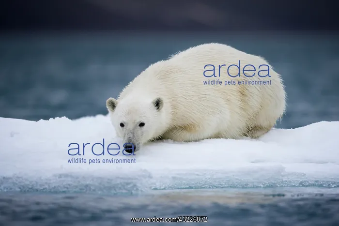 : Norway, Svalbard, Polar Bear (Ursus maritimus) : Norway, Svalbard, Polar Bear (Ursus maritimus)
