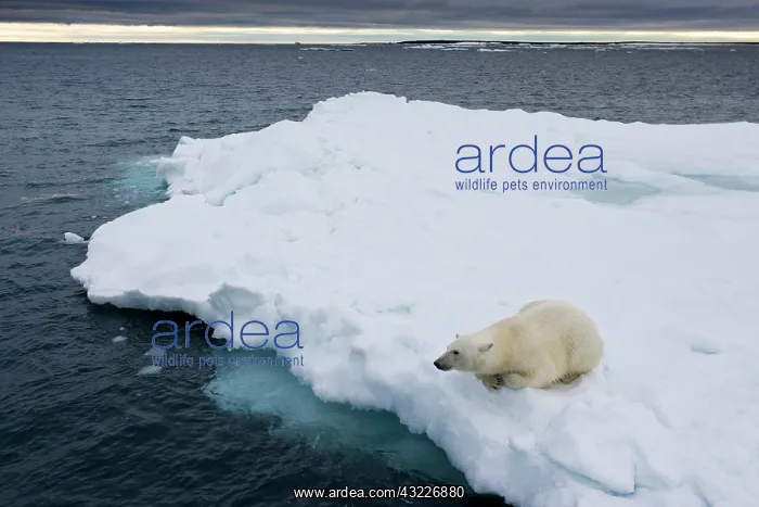  : Norway, Svalbard, Polar Bear (Ursus maritimus)