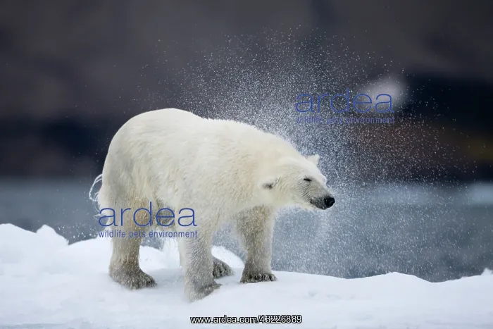 : Norway, Svalbard, Polar Bear (Ursus maritimus) : Norway, Svalbard, Polar Bear (Ursus maritimus)