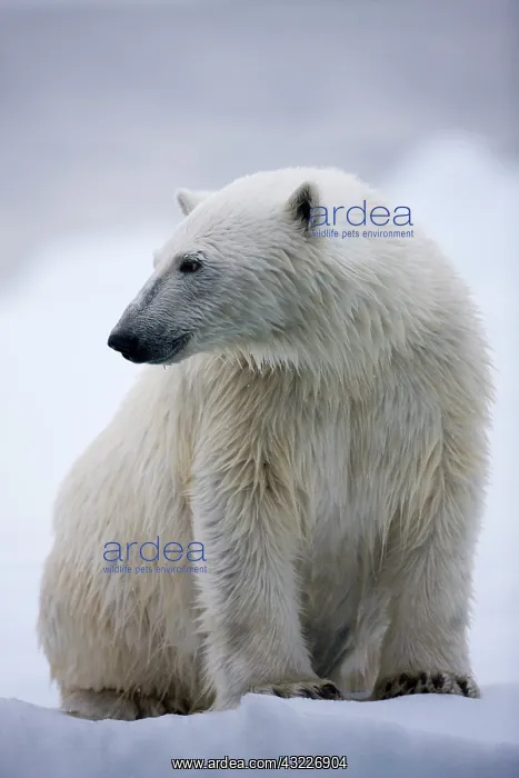 : Norway, Svalbard, Polar Bear (Ursus maritimus) : Norway, Svalbard, Polar Bear (Ursus maritimus)