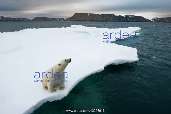 : Norway, Svalbard, Polar Bear (Ursus maritimus) : Norway, Svalbard, Polar Bear (Ursus maritimus)