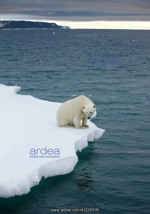: Norway, Svalbard, Polar Bear (Ursus maritimus) : Norway, Svalbard, Polar Bear (Ursus maritimus)
