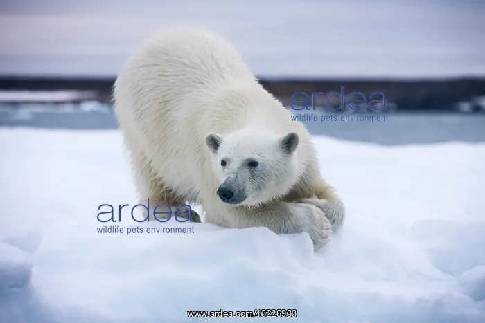  : Norway, Svalbard, Polar Bear (Ursus maritimus)