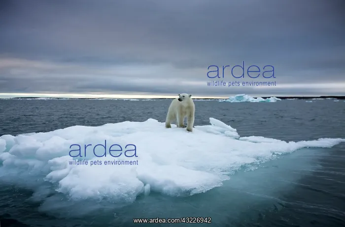 : Norway, Svalbard, Polar Bear (Ursus maritimus) : Norway, Svalbard, Polar Bear (Ursus maritimus)