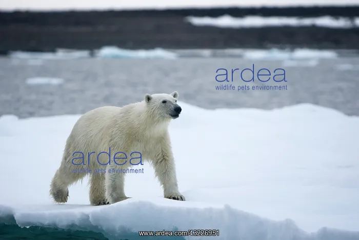 : Norway, Svalbard, Polar Bear (Ursus maritimus) : Norway, Svalbard, Polar Bear (Ursus maritimus)