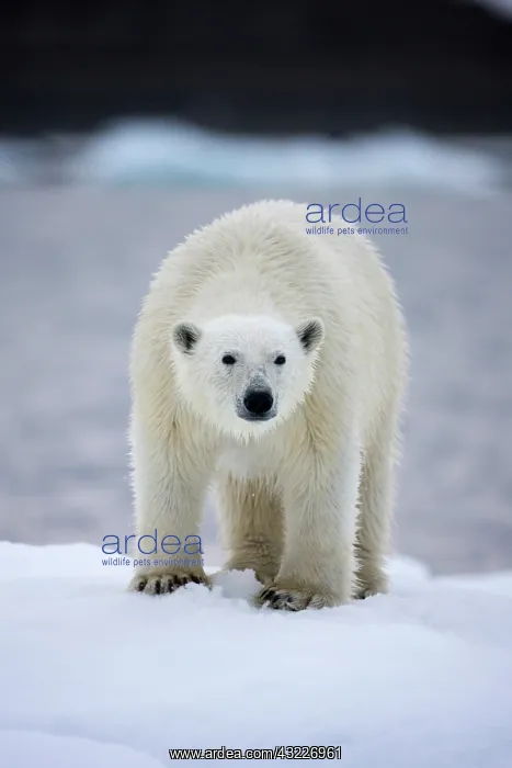 : Norway, Svalbard, Polar Bear (Ursus maritimus) : Norway, Svalbard, Polar Bear (Ursus maritimus)