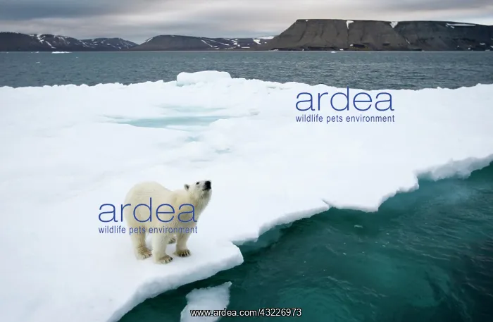 : Norway, Svalbard, Polar Bear (Ursus maritimus) : Norway, Svalbard, Polar Bear (Ursus maritimus)
