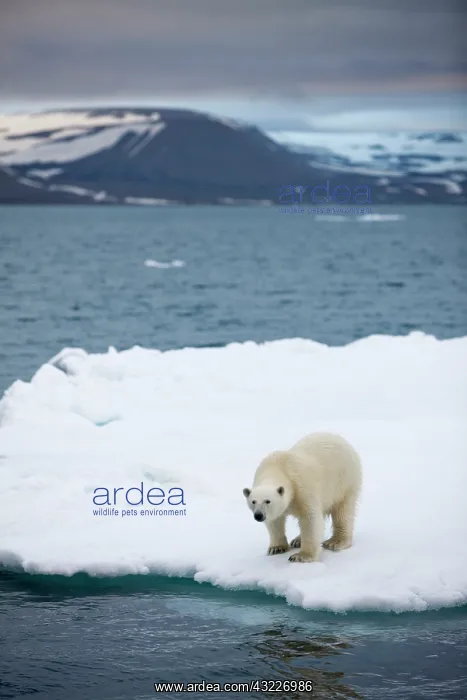 : Norway, Svalbard, Polar Bear (Ursus maritimus) : Norway, Svalbard, Polar Bear (Ursus maritimus)