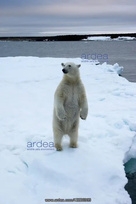 : Norway, Svalbard, Polar Bear (Ursus maritimus) : Norway, Svalbard, Polar Bear (Ursus maritimus)