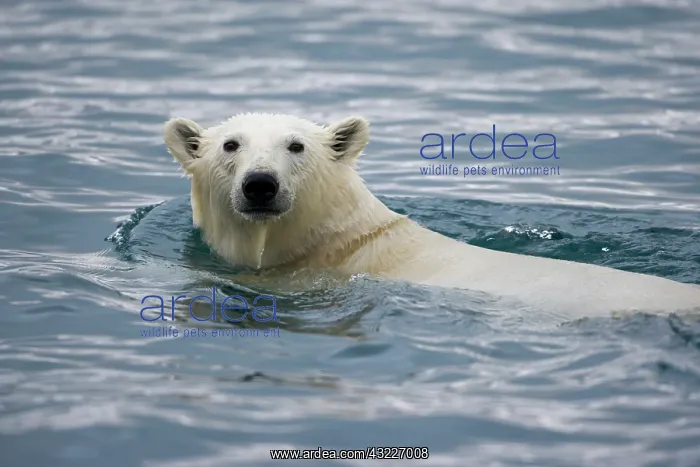 : Norway, Svalbard, Polar Bear (Ursus maritimus) : Norway, Svalbard, Polar Bear (Ursus maritimus)