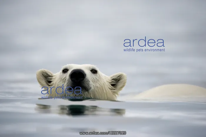 : Norway, Svalbard, Polar Bear (Ursus maritimus) : Norway, Svalbard, Polar Bear (Ursus maritimus)