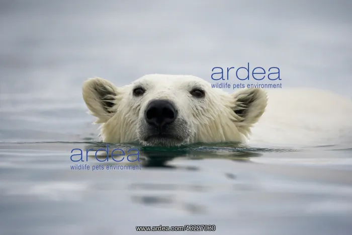 : Norway, Svalbard, Polar Bear (Ursus maritimus) : Norway, Svalbard, Polar Bear (Ursus maritimus)