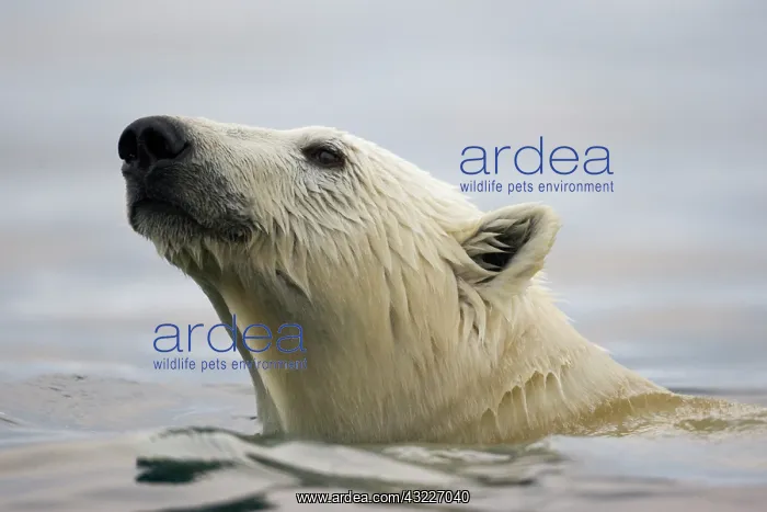: Norway, Svalbard, Polar Bear (Ursus maritimus) : Norway, Svalbard, Polar Bear (Ursus maritimus)