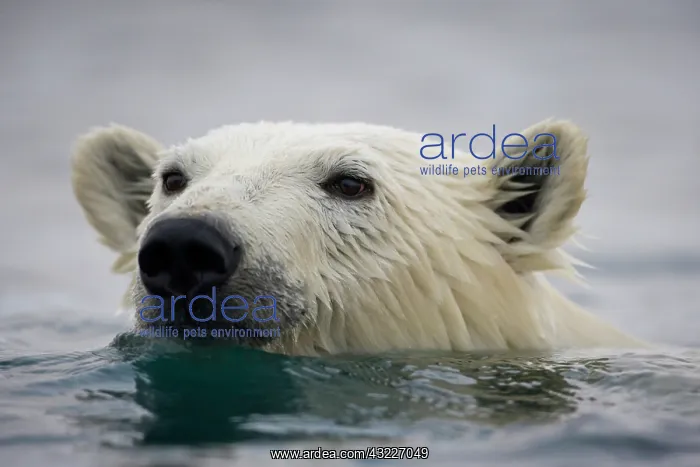 : Norway, Svalbard, Polar Bear (Ursus maritimus) : Norway, Svalbard, Polar Bear (Ursus maritimus)