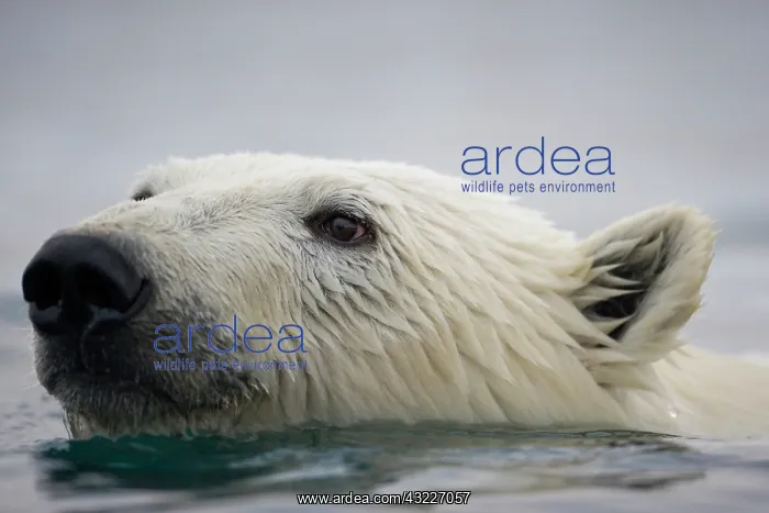 : Norway, Svalbard, Polar Bear (Ursus maritimus) : Norway, Svalbard, Polar Bear (Ursus maritimus)
