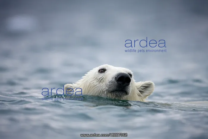 : Norway, Svalbard, Polar Bear (Ursus maritimus) : Norway, Svalbard, Polar Bear (Ursus maritimus)