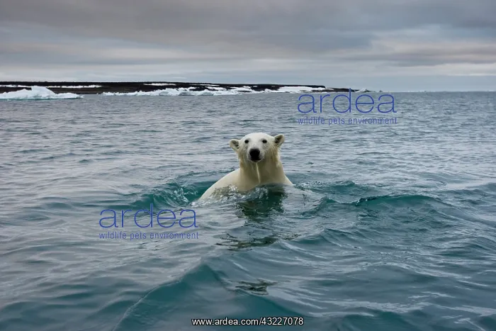 : Norway, Svalbard, Polar Bear (Ursus maritimus) : Norway, Svalbard, Polar Bear (Ursus maritimus)