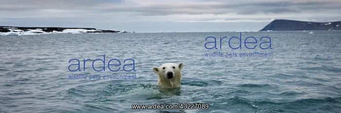 : Norway, Svalbard, Polar Bear (Ursus maritimus) : Norway, Svalbard, Polar Bear (Ursus maritimus)