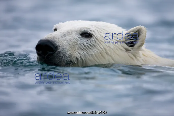 : Norway, Svalbard, Polar Bear (Ursus maritimus) : Norway, Svalbard, Polar Bear (Ursus maritimus)