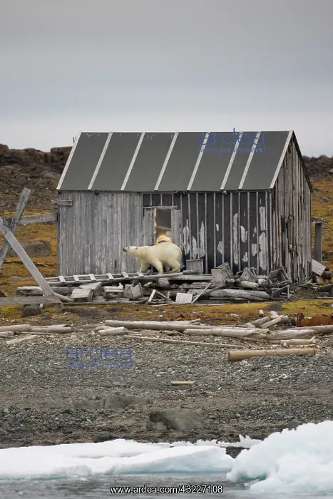 : Norway, Svalbard, Polar Bear (Ursus maritimus) : Norway, Svalbard, Polar Bear (Ursus maritimus)