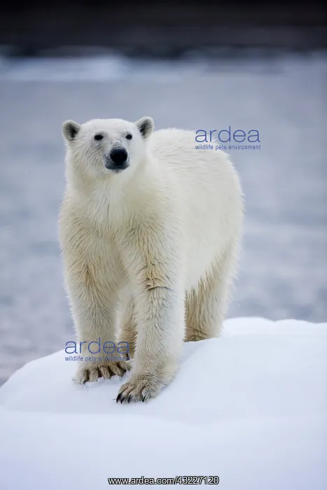  : Norway, Svalbard, Polar Bear (Ursus maritimus)