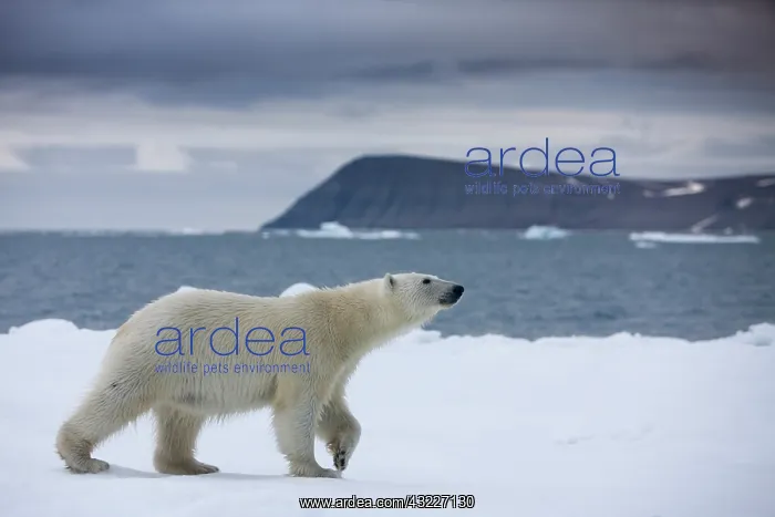  : Norway, Svalbard, Polar Bear (Ursus maritimus)