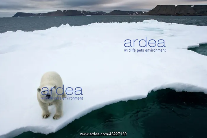 : Norway, Svalbard, Polar Bear (Ursus maritimus) : Norway, Svalbard, Polar Bear (Ursus maritimus)