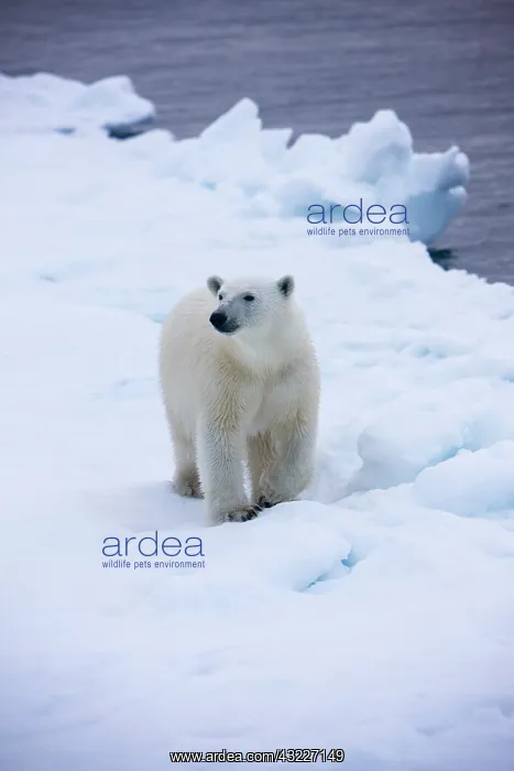 : Norway, Svalbard, Polar Bear (Ursus maritimus) : Norway, Svalbard, Polar Bear (Ursus maritimus)