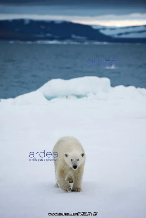 : Norway, Svalbard, Polar Bear (Ursus maritimus) : Norway, Svalbard, Polar Bear (Ursus maritimus)