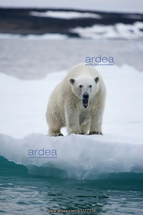 : Norway, Svalbard, Polar Bear (Ursus maritimus) : Norway, Svalbard, Polar Bear (Ursus maritimus)