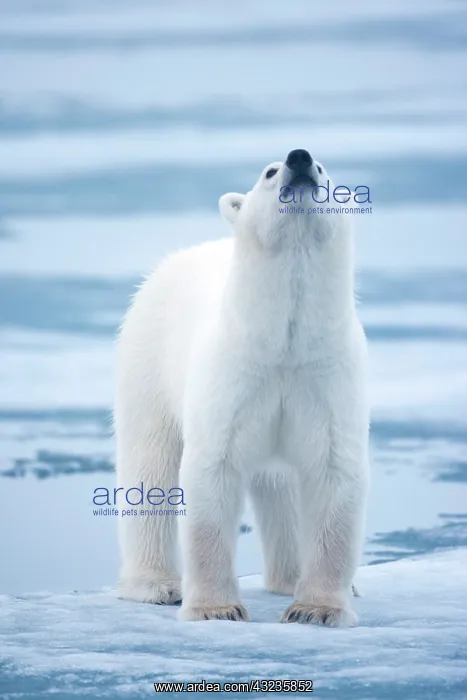 : Norway, Svalbard, Polar Bear (Ursus maritimus) : Norway, Svalbard, Polar Bear (Ursus maritimus)