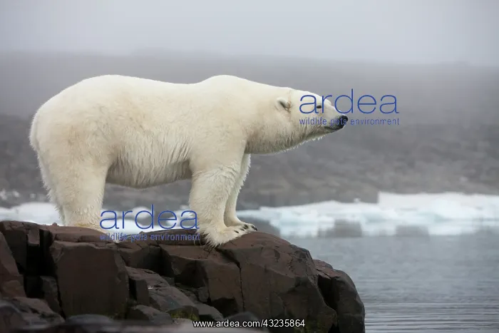 : Norway, Svalbard, Polar Bear (Ursus maritimus) : Norway, Svalbard, Polar Bear (Ursus maritimus)
