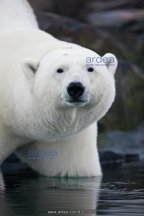 : Norway, Svalbard, Polar Bear (Ursus maritimus) : Norway, Svalbard, Polar Bear (Ursus maritimus)