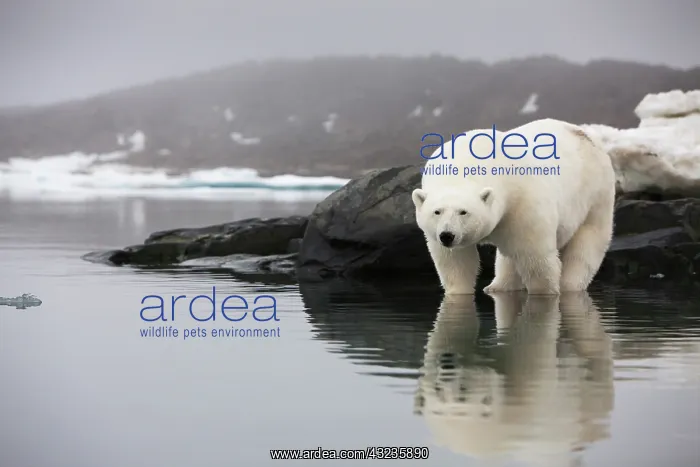 : Norway, Svalbard, Polar Bear (Ursus maritimus) : Norway, Svalbard, Polar Bear (Ursus maritimus)