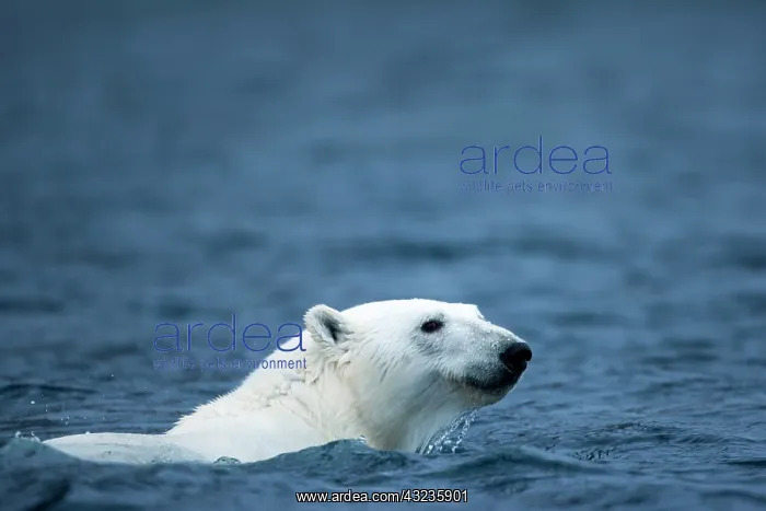 : Norway, Svalbard, Polar Bear (Ursus maritimus) : Norway, Svalbard, Polar Bear (Ursus maritimus)