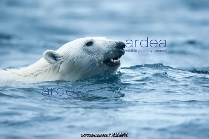 : Norway, Svalbard, Polar Bear (Ursus maritimus) : Norway, Svalbard, Polar Bear (Ursus maritimus)