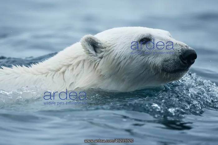 : Norway, Svalbard, Polar Bear (Ursus maritimus) : Norway, Svalbard, Polar Bear (Ursus maritimus)