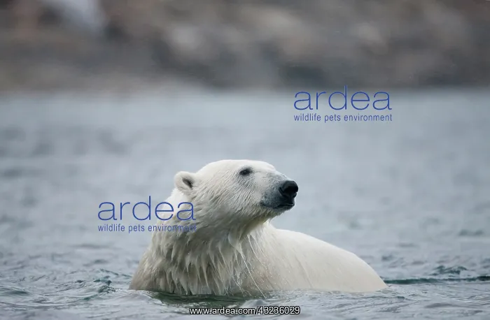 : Norway, Svalbard, Polar Bear (Ursus maritimus) : Norway, Svalbard, Polar Bear (Ursus maritimus)
