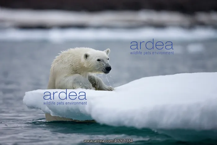 : Norway, Svalbard, Polar Bear (Ursus maritimus) : Norway, Svalbard, Polar Bear (Ursus maritimus)