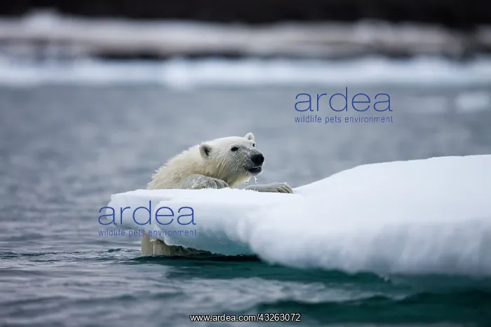 : Norway, Svalbard, Polar Bear (Ursus maritimus) : Norway, Svalbard, Polar Bear (Ursus maritimus)