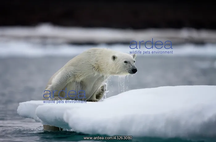 : Norway, Svalbard, Polar Bear (Ursus maritimus) : Norway, Svalbard, Polar Bear (Ursus maritimus)