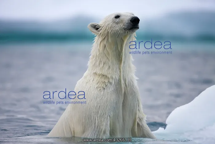 : Norway, Svalbard, Polar Bear (Ursus maritimus) : Norway, Svalbard, Polar Bear (Ursus maritimus)