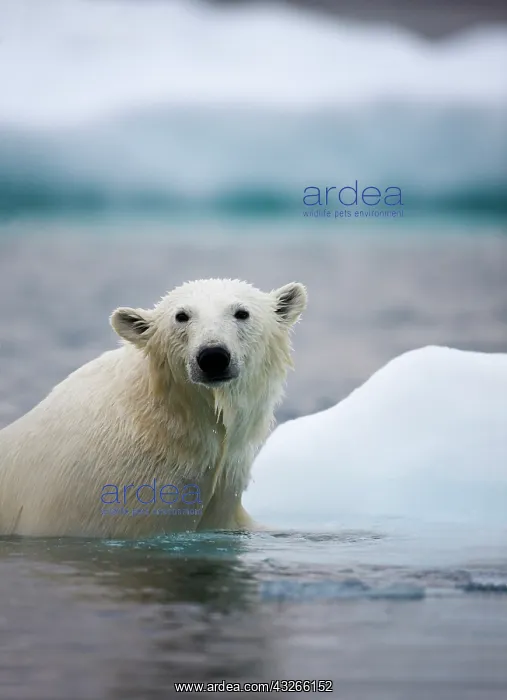 : Norway, Svalbard, Polar Bear (Ursus maritimus) : Norway, Svalbard, Polar Bear (Ursus maritimus)