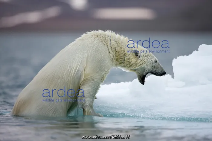  : Norway, Svalbard, Polar Bear (Ursus maritimus)