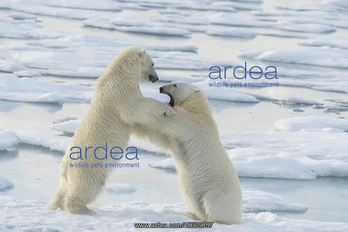 : Norway, Svalbard. Sibling polar bear subadults play fighting : Norway, Svalbard. Sibling polar bear subadults play fighting