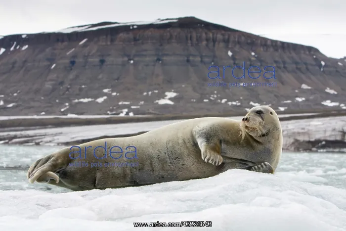 : Norway, Svalbard, Spitsbergen, Bearded Seal : Norway, Svalbard, Spitsbergen, Bearded Seal