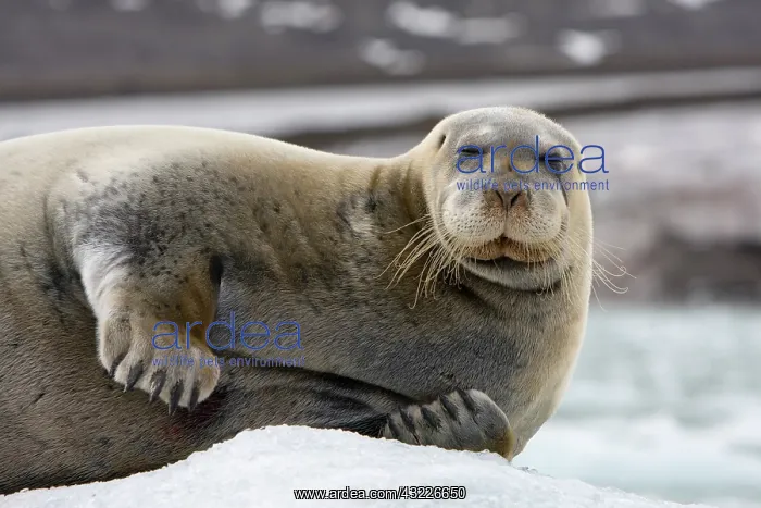 : Norway, Svalbard, Spitsbergen, Bearded Seal : Norway, Svalbard, Spitsbergen, Bearded Seal