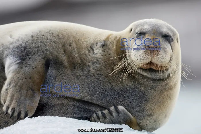 : Norway, Svalbard, Spitsbergen, Bearded Seal : Norway, Svalbard, Spitsbergen, Bearded Seal